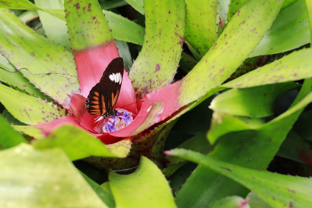 Schmetterling auf einem Blatt im Schmetterlingshaus in Kopenhagen